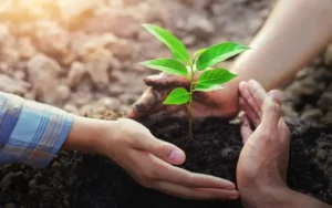 Trồng cây gì thu tiền tỷ? Những mô hình nông nghiệp tạo doanh thu khủng