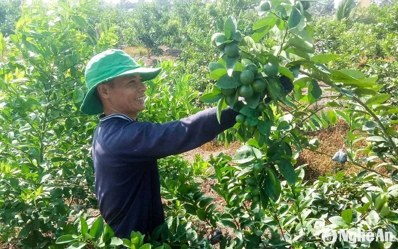 trong cay gi thu tien ty nhung mo hinh nong nghiep tao doanh thu khung